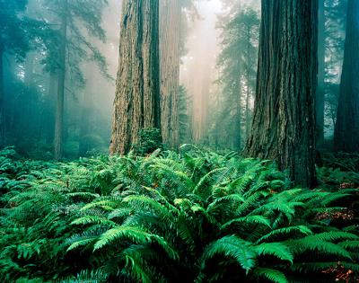 Redwoods in Fog, Lady Bird Johnson Grove, Redwood National Park